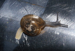 Gastrodontidae