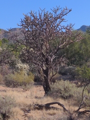Cylindropuntia acanthocarpa