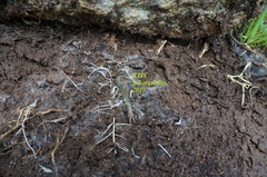 Scolopendra viridis maya