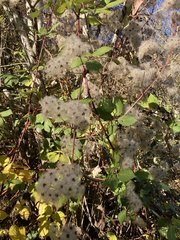 Clematis
