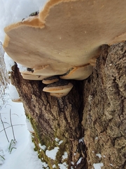Phellinus