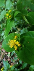 Magnoliopsida