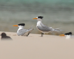 Thalasseus bengalensis