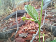 Trochomeria polymorpha