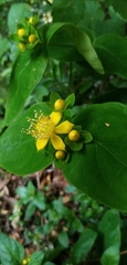 Magnoliopsida