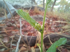 Trochomeria polymorpha