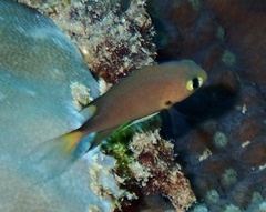 Pycnochromis atripes
