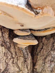 Phellinus