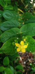Magnoliopsida