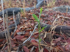 Trochomeria polymorpha