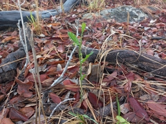 Trochomeria polymorpha