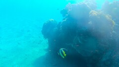 Heniochus intermedius