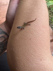 Sphaerodactylus graptolaemus