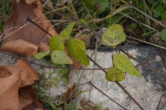 Strophostyles helvola