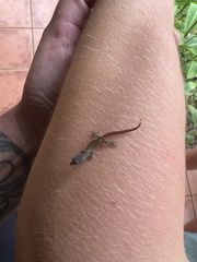 Sphaerodactylus graptolaemus