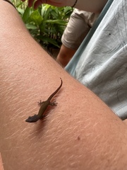 Sphaerodactylus graptolaemus