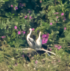 Anhinga melanogaster