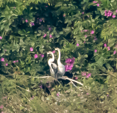 Anhinga melanogaster