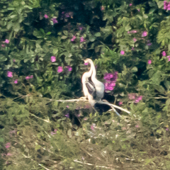 Anhinga melanogaster