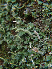 Cladonia coniocraea