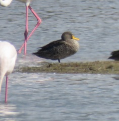 Anas undulata undulata