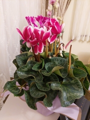 Cyclamen persicum