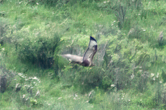 Buteo hemilasius