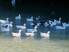 Anser anser domesticus