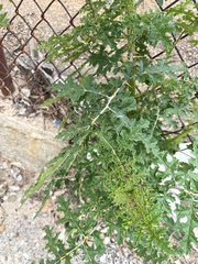 Solanum sisymbriifolium