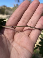 Rosa californica