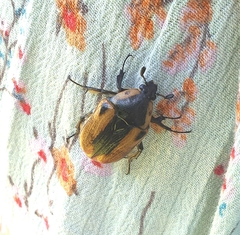 Chondropyga dorsalis