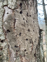 Fomitiporia punctata