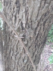 Citharexylum montevidense