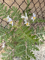 Solanum sisymbriifolium