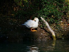 Anas platyrhynchos × Cairina moschata