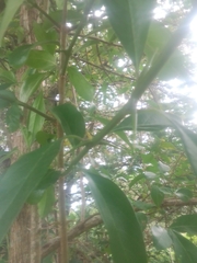 Citharexylum montevidense