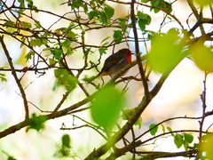 Erithacus rubecula