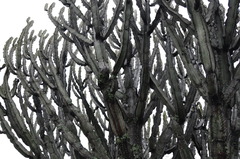 Euphorbia candelabrum