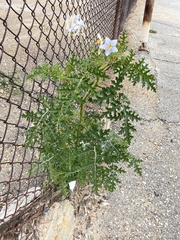 Solanum sisymbriifolium