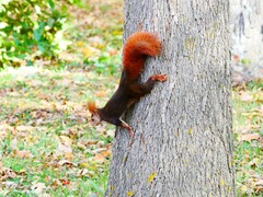 Sciurus vulgaris