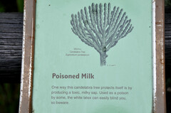 Euphorbia candelabrum