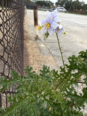 Solanum sisymbriifolium