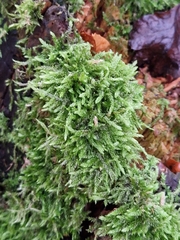 Hypnum cupressiforme