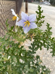 Solanum sisymbriifolium
