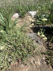 Eriogonum heracleoides