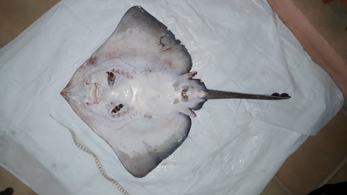 Austral ray (Bathyraja griseocauda) — Arhynchobatidae — 3