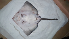 Bathyraja griseocauda