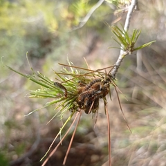 Thaumetopoea pityocampa