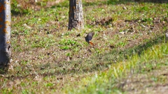 Phoenicurus ochruros