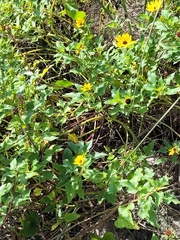 Helianthus debilis
